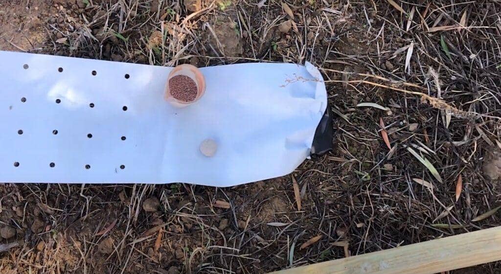 Planting olive saplings with a protective sheet, benefiting needy families through crypto donations via Bitcoin.