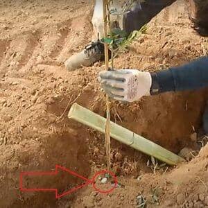 Planting an olive sapling with a support stake in freshly dug soil, symbolizing planting olive trees for needy families through crypto donations of BTC.