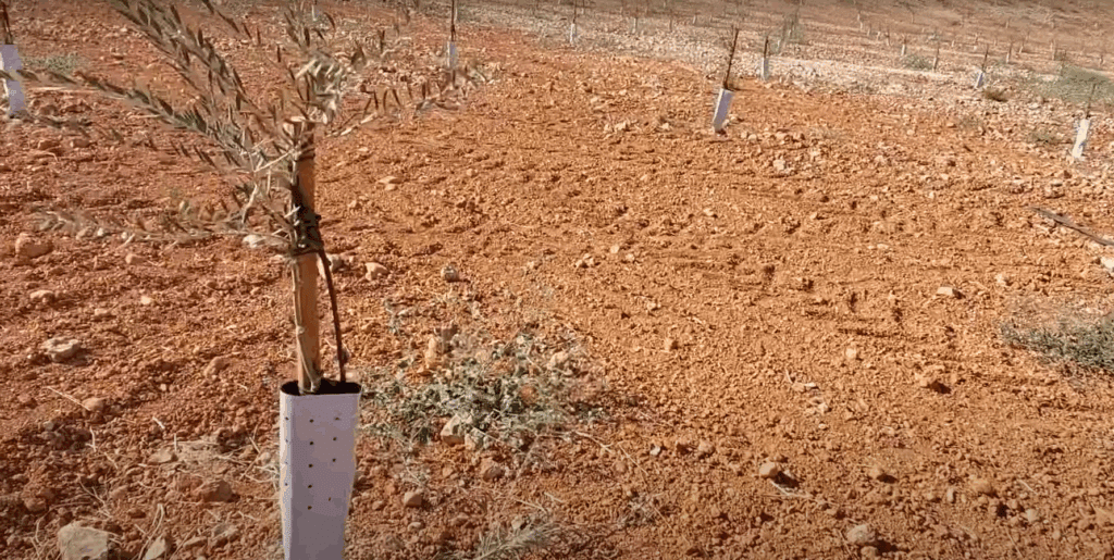 Newly planted olive sapling in arid soil, part of a crypto-funded charity project to plant trees for needy families in Syria and Pakistan. Supported by ETH.