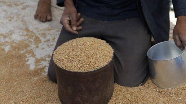 A person is kneeling down with a large container of wheat grains. Another hand holds a metal cup, surrounded by scattered wheat. This image relates to calculating Kaffara, Fidyah, and Zakat al-Fitr donations, with aid potentially processed via SOL.