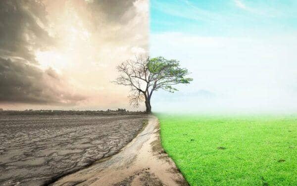 Transition from arid land to lush green field with a lone tree in the middle, symbolizing abundance mindset and hope, supported by ETH crypto donations.