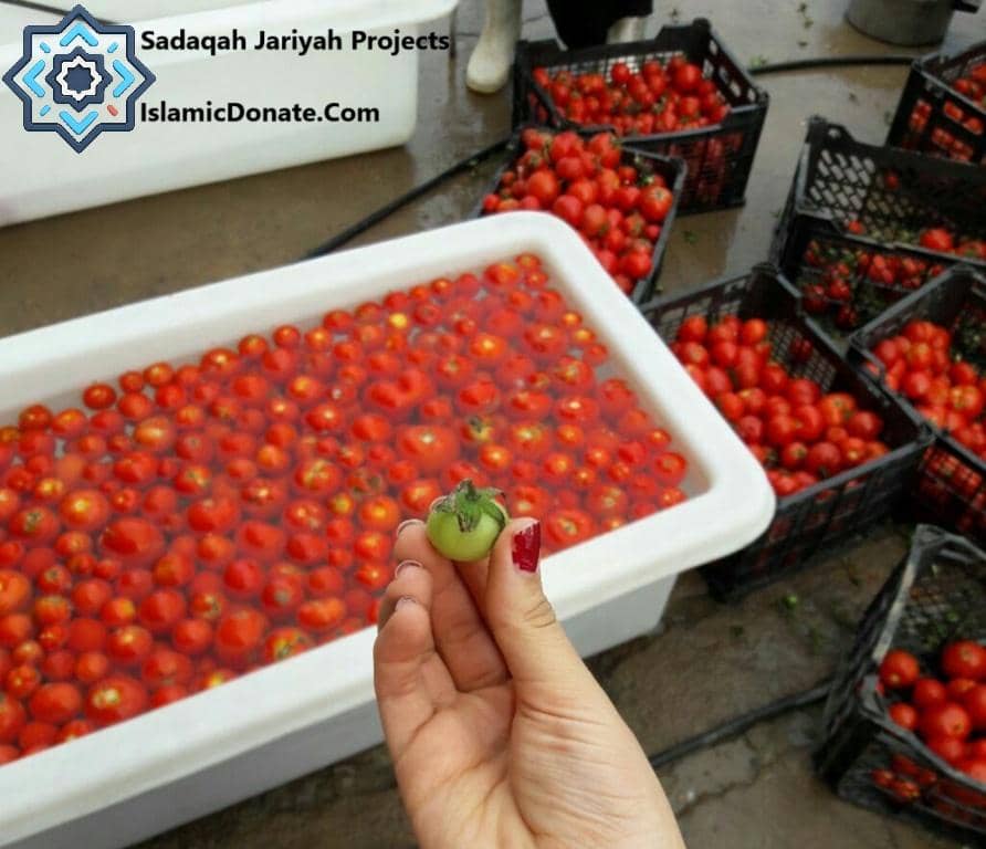Sadaqah Jariyah projects of community gardens providing fresh produce, with donations processed via BTC. Continuous charity for endless rewards.