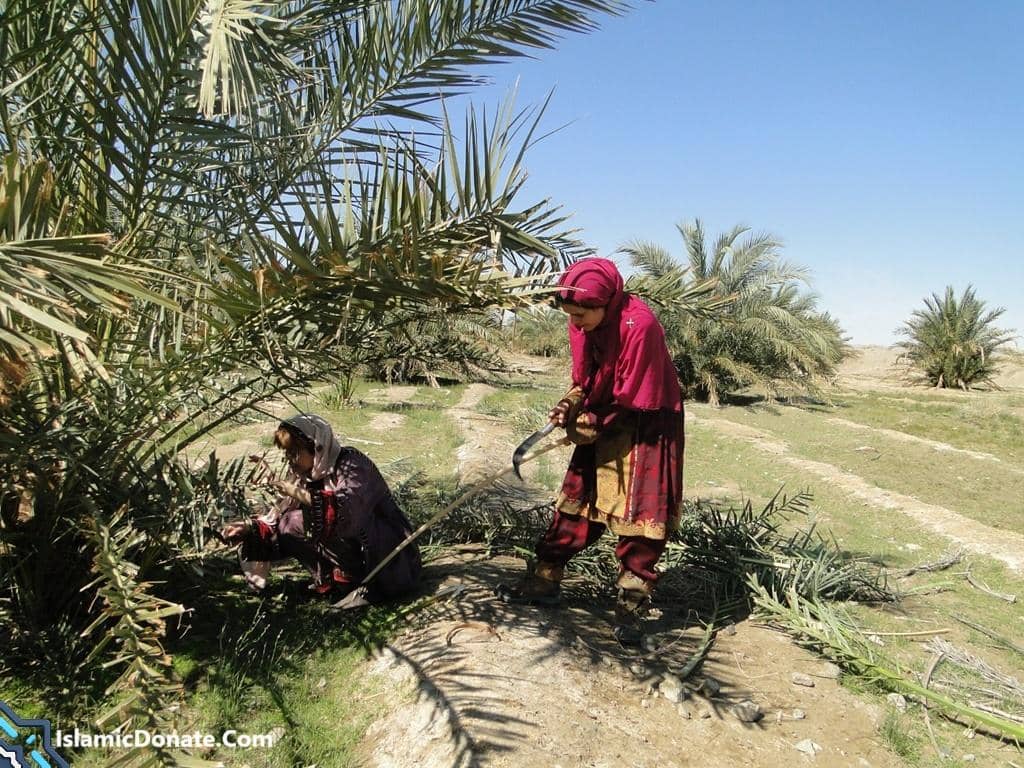 Two women are working in a date palm garden, one using a sickle to prune palm fronds, demonstrating Sadaqah Jariyah projects that provide food and income for families, supported by crypto donations like USDT.
