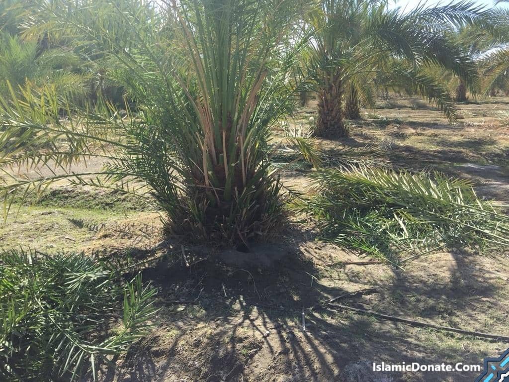 Sadaqah Jariyah tree planting projects, yielding sustainable income for families and continuous rewards for donors, supported by BTC donations.