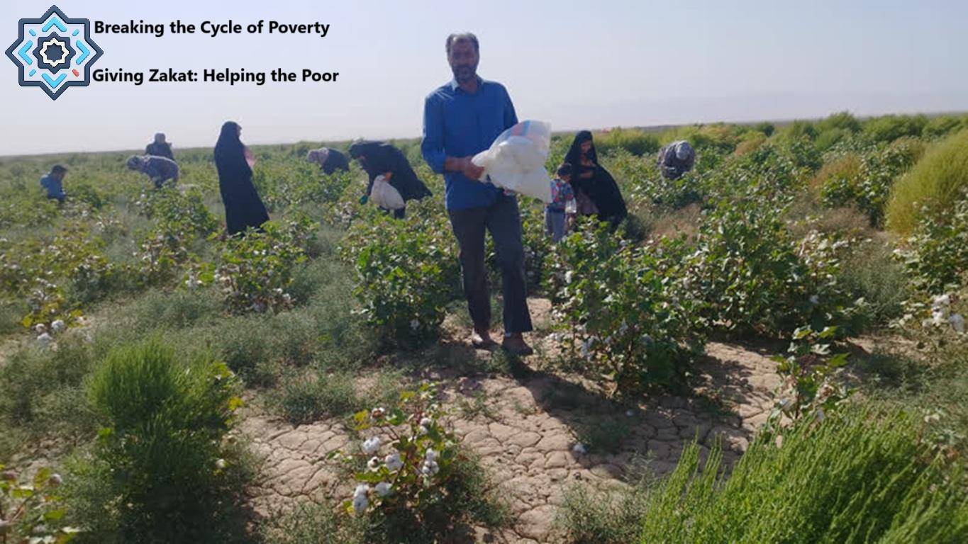 Breaking the Cycle of Poverty with crypto Zakat donations aided by BTC, people harvest cotton in a field, signifying economic empowerment and self-reliance.