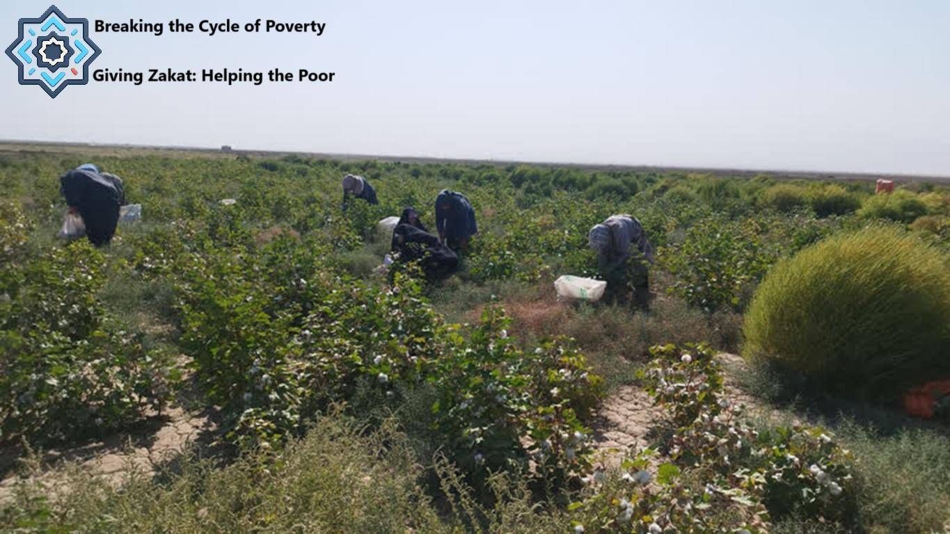 Field workers harvesting cotton, a result of crypto Zakat donations enabling economic empowerment and breaking the cycle of poverty, supported by ETH.