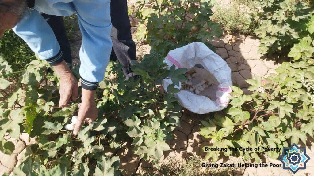 Hands picking cotton from plants. A bag of harvested cotton sits nearby. Crypto Zakat donation enables economic empowerment and self-reliance for families, breaking the cycle of poverty with Ethereum. Giving Zakat: Helping the Poor.