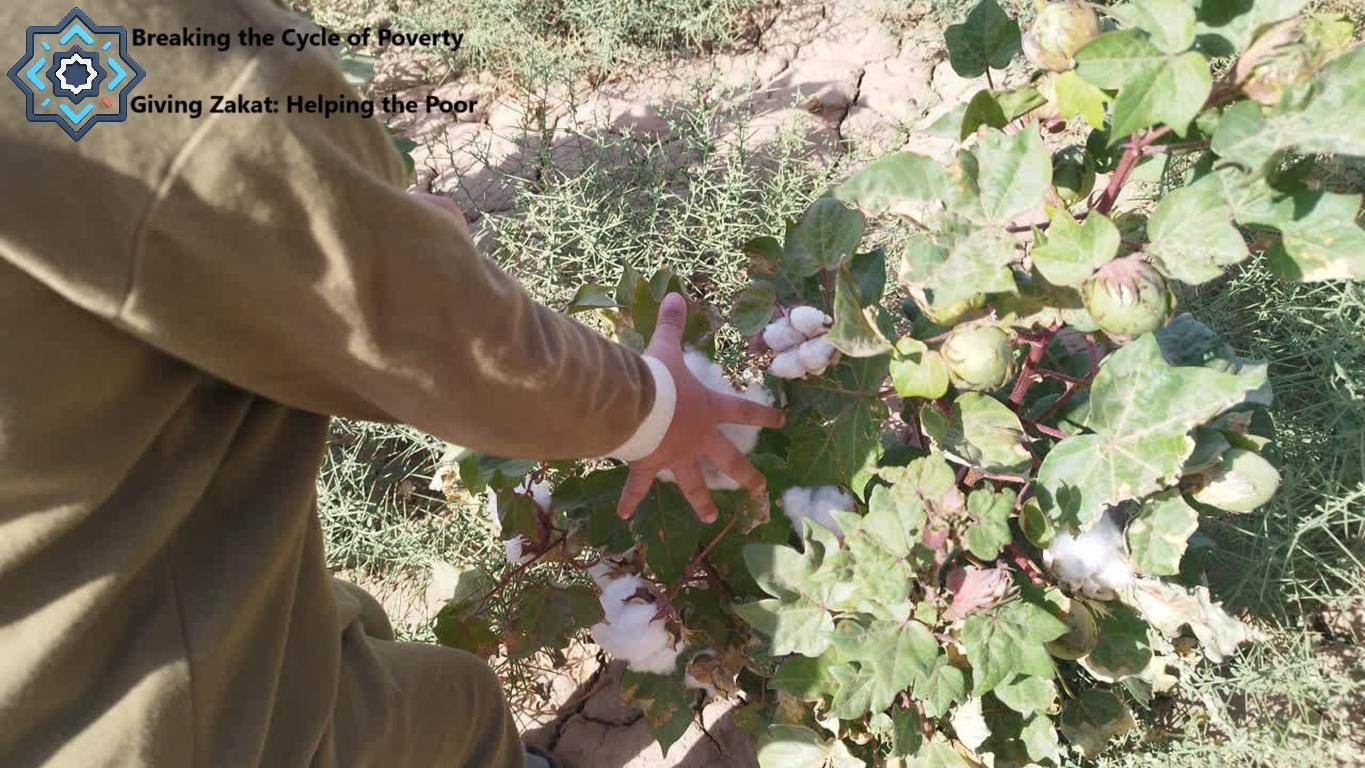 Hand touching cotton bolls, a symbol of empowered self-reliance through crypto Zakat donations, helping break the cycle of poverty.