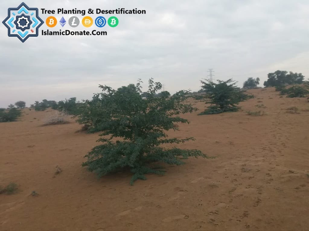 Anti-desertification trees growing in Sahara sand with USDT crypto donation. Tree Planting and Desertification transcribed.