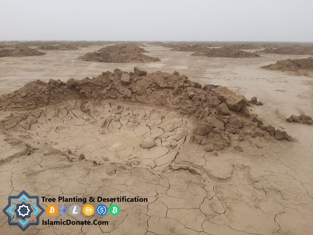 Half-moon water harvesting basins for tree planting to combat desertification with USDC crypto Sadaqah Jariyah donations.