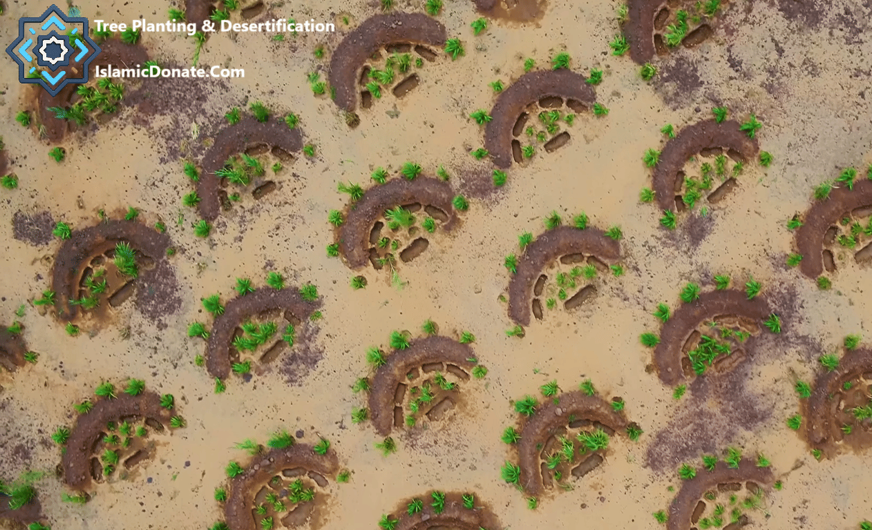 Fighting Back Against Severe Desertification with TRX: Tree Planting & Desertification aerial view of crescent water bunds.