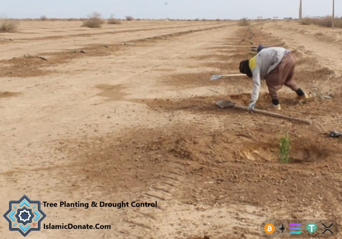 Anti-desertification tree planting in desert using TRX. Worker digs holes with shovel for Water Harvesting Technique.