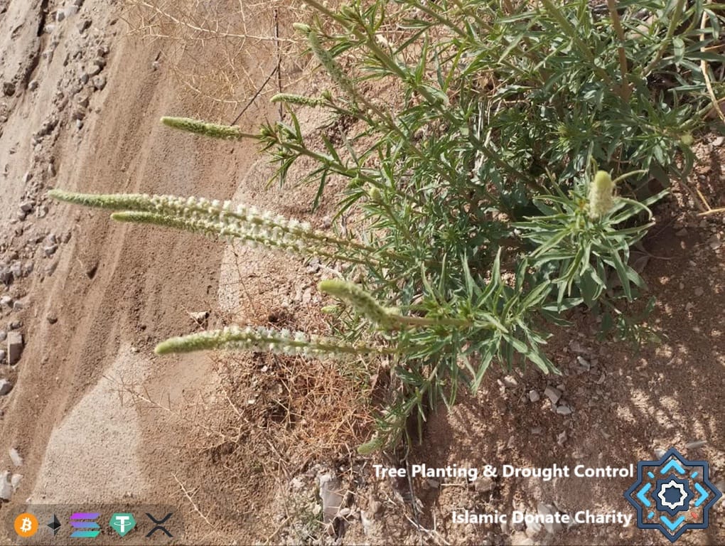 Anti-desertification tree planting and drought control funded by USDC. Green desert shrubs revive arid lands.