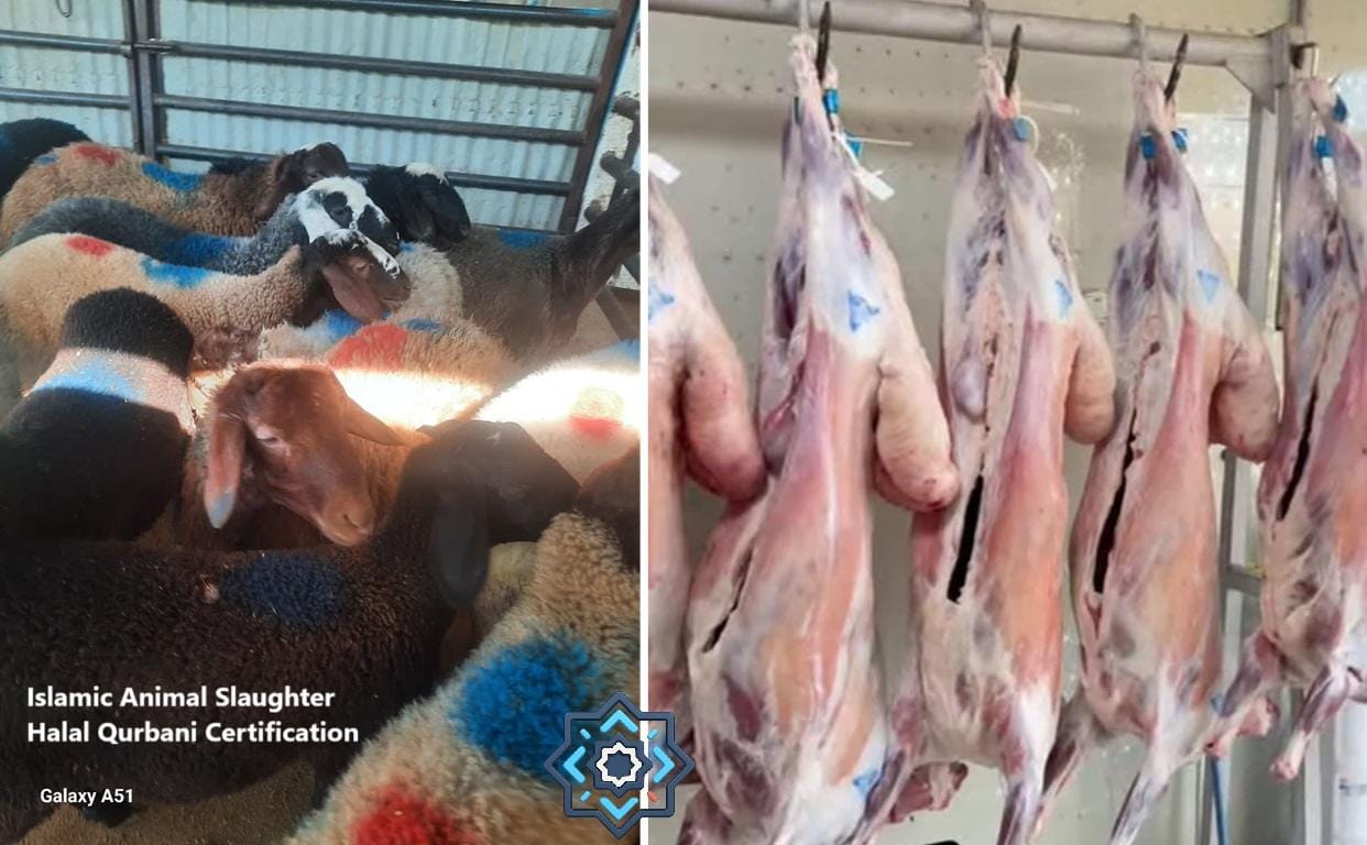 Collection of sheep marked with colored paint, and halal qurbani meat hanging, facilitating crypto donations via Bitcoin for newborn Aqiqah.