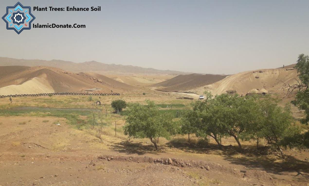 Barren landscape with a few green trees in the foreground, symbolizing hope for planting and soil restoration efforts, enabled by crypto donations like BTC.