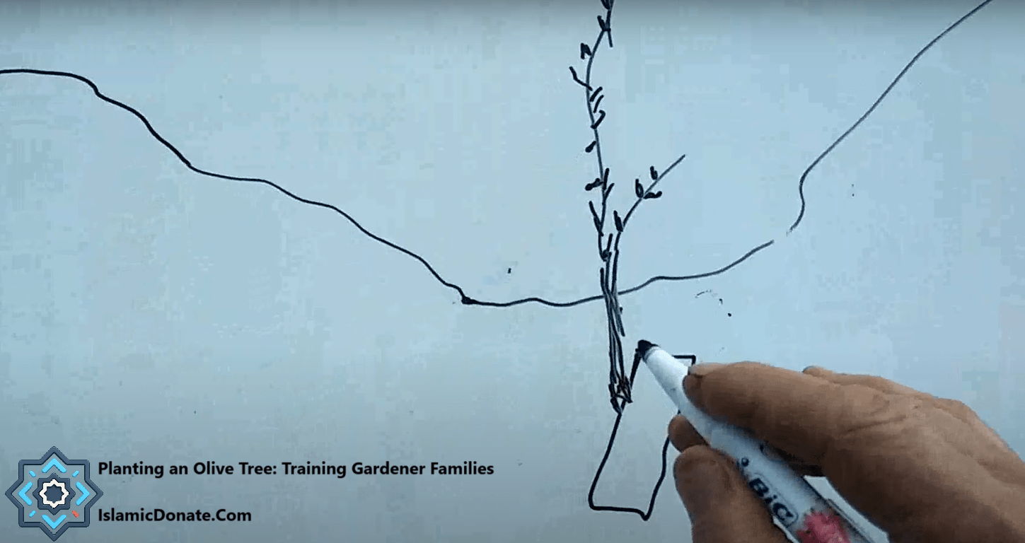 A hand drawings an olive tree on a whiteboard, symbolizing planting an olive tree and training gardener families, with crypto donations.