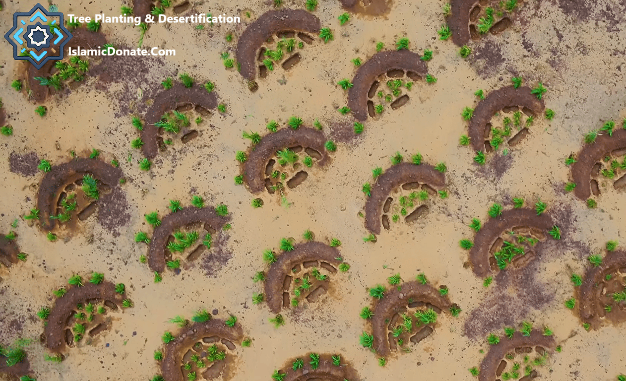 Fighting Back Against Severe Desertification with TRX: Tree Planting & Desertification aerial view of crescent water bunds.