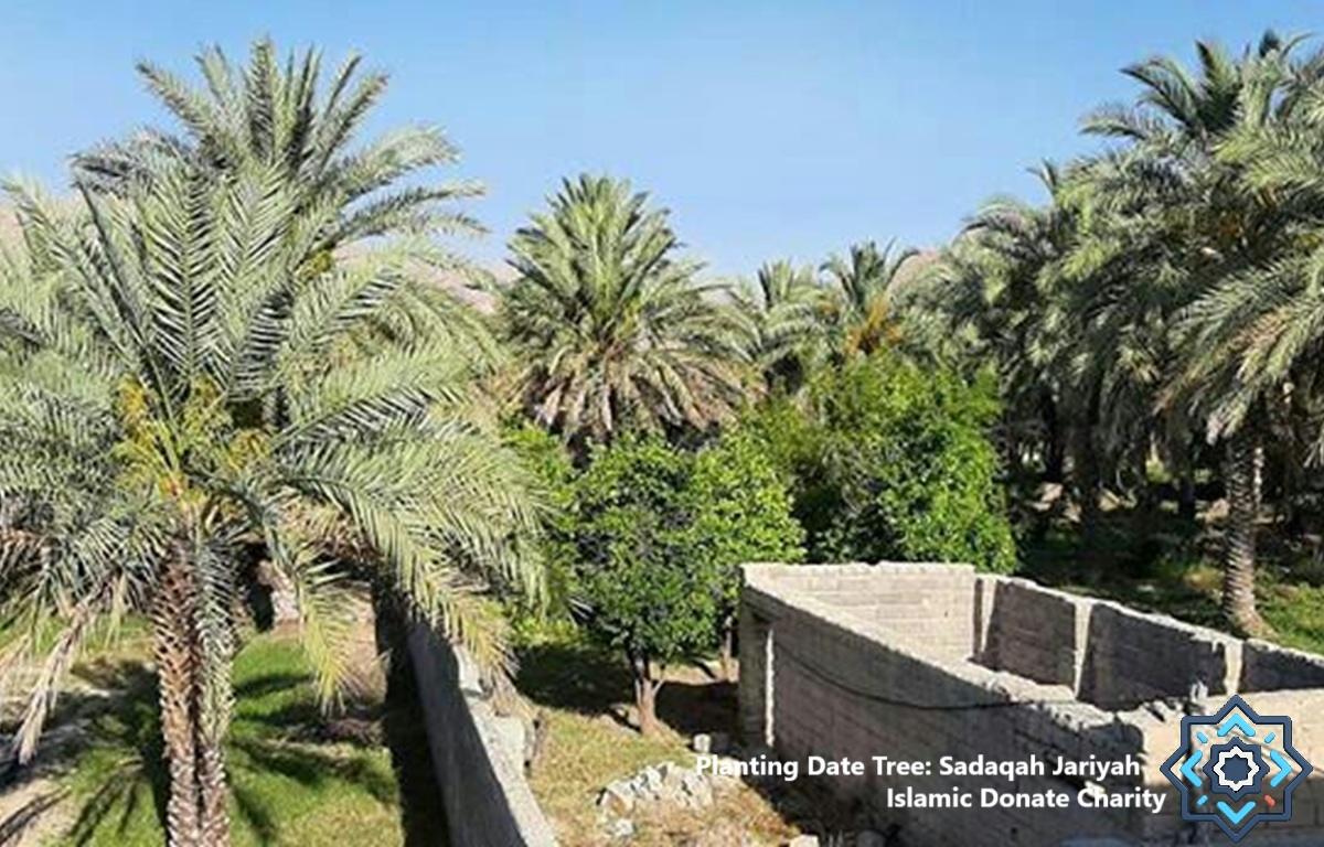 Planting Date Tree Sadaqah Jariyah grove for families. Donate BTC to fund sustainable palms and secure permanent livelihood.