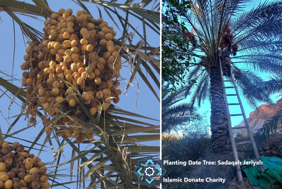 Planting date tree Sadaqah Jariyah for Syrian families funded via TRX. Person harvests fresh dates on a ladder.