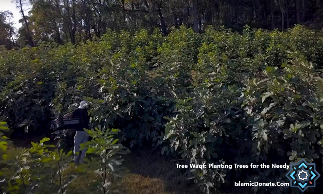 Person carrying a crate through a lush fig tree orchard, supporting sustainable charity planting for the needy, with crypto donations in ETH.