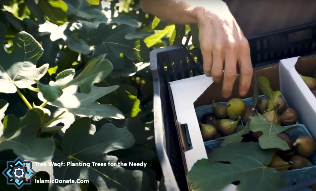 Hands collecting fresh figs into containers for planting charity projects, offering sustainable food and income. Donate via ETH.
