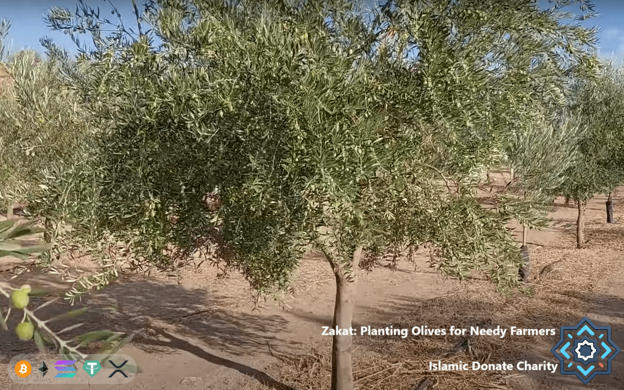 Zakat Yields rewards for organic agriculture of olive trees. Donating SOL supports sustainable farming and needy farmers.