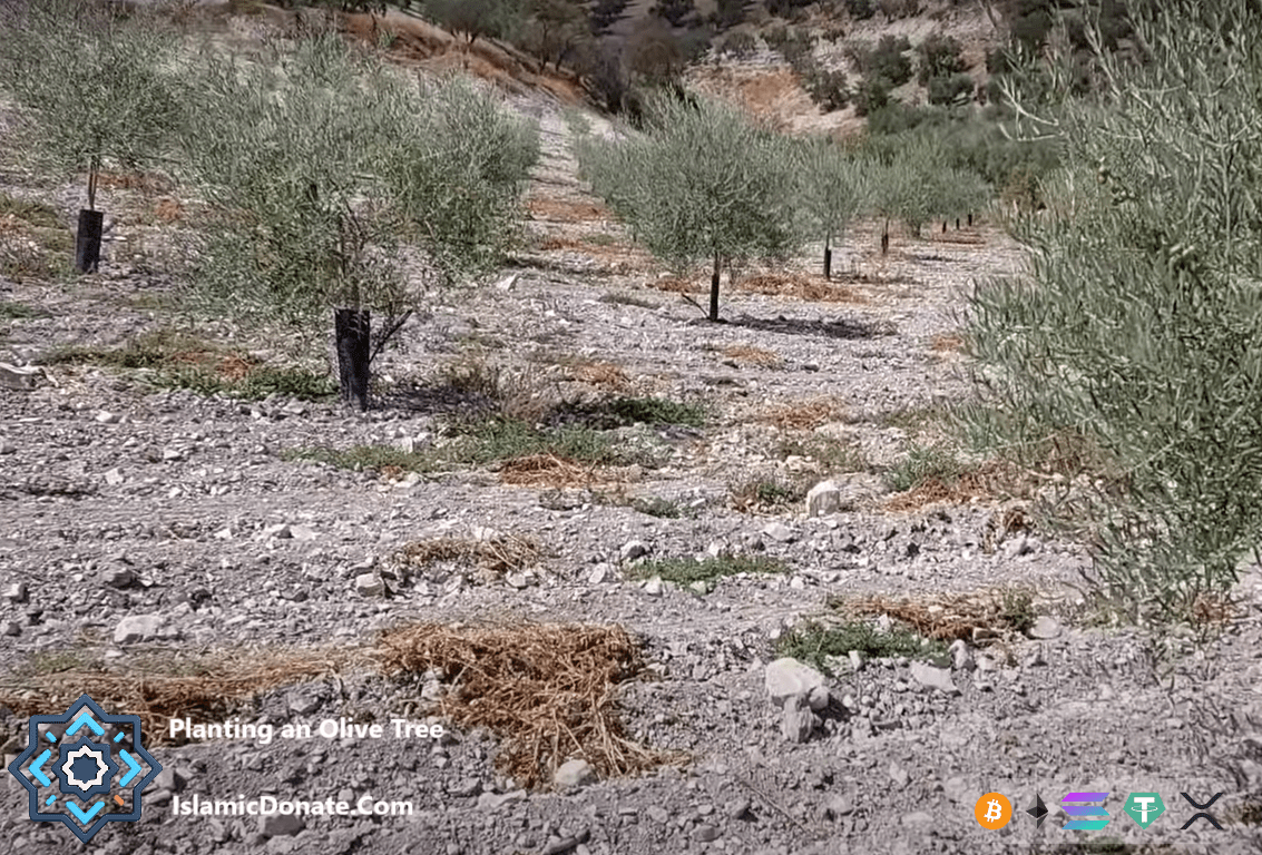 Organic agriculture farm for sustainable zakat projects uses Bitcoin crypto to fund planting an olive tree in arid soil.