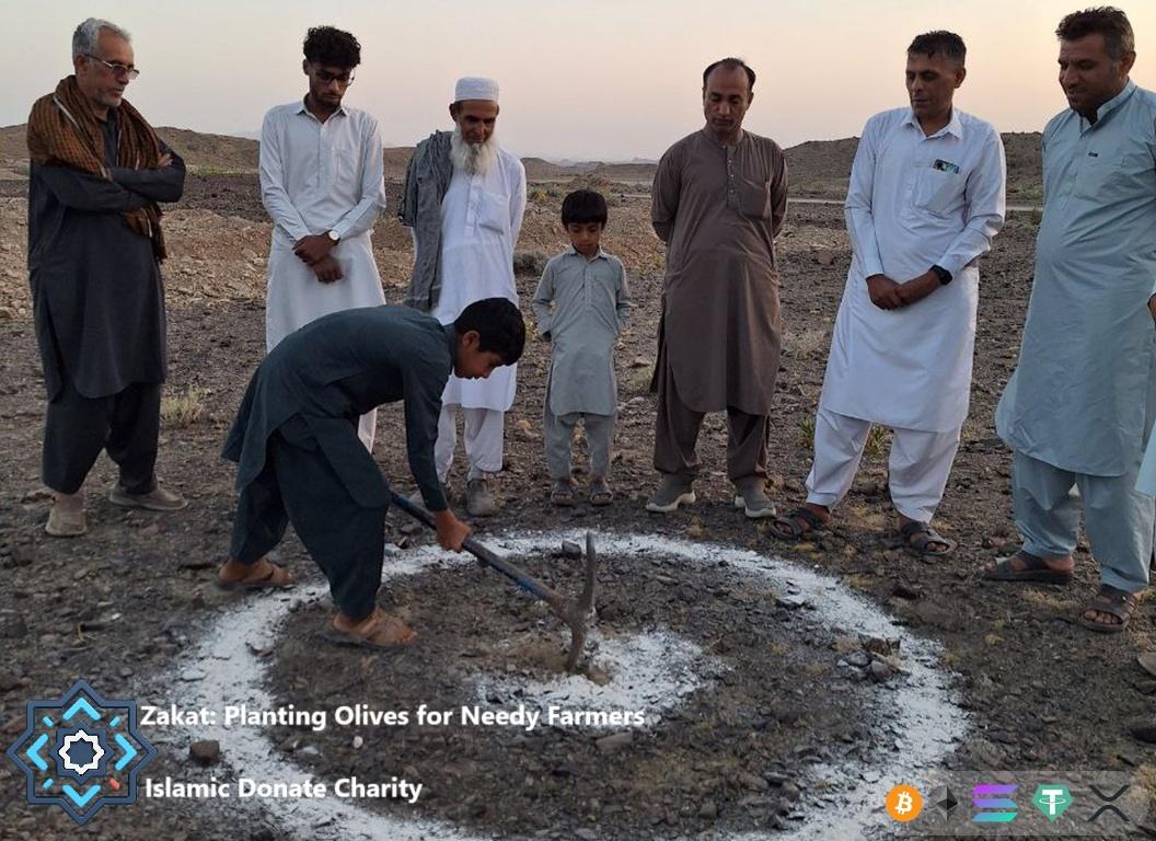 Sustainable Zakat farmers planting olives with XRP crypto charity to fund local organic agriculture for needy families.