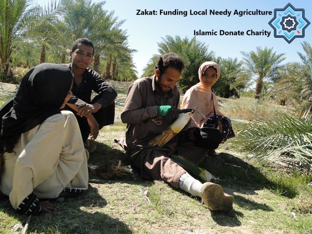 Local Organic Agriculture supported by USDC. Farmers in a palm grove Zakat: Funding Local Needy Agriculture.