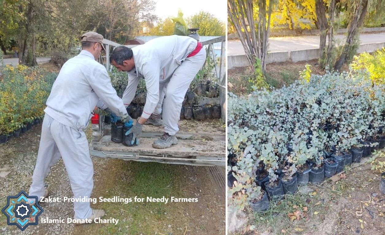 Farmers load organic agriculture seedlings using USDT zakat funds. Zakat: Providing Seedlings for Needy Farmers.