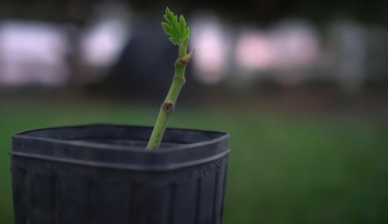 Sapling in a pot ready for planting, symbolizing Sadaqah Jariyah projects funded by crypto donations like BNB, aiding families and the environment.