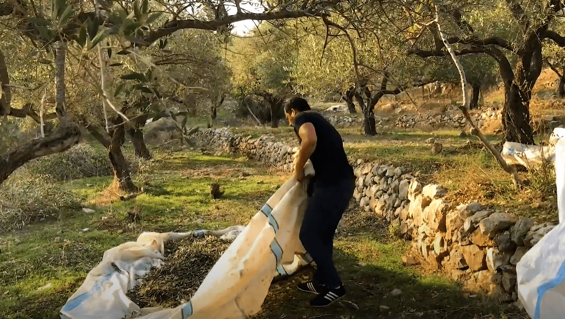 Man gathering olives from a net under olive trees, symbolizing the revival of an olive oil workshop in Syria supported by crypto donations via Ripple (XRP).