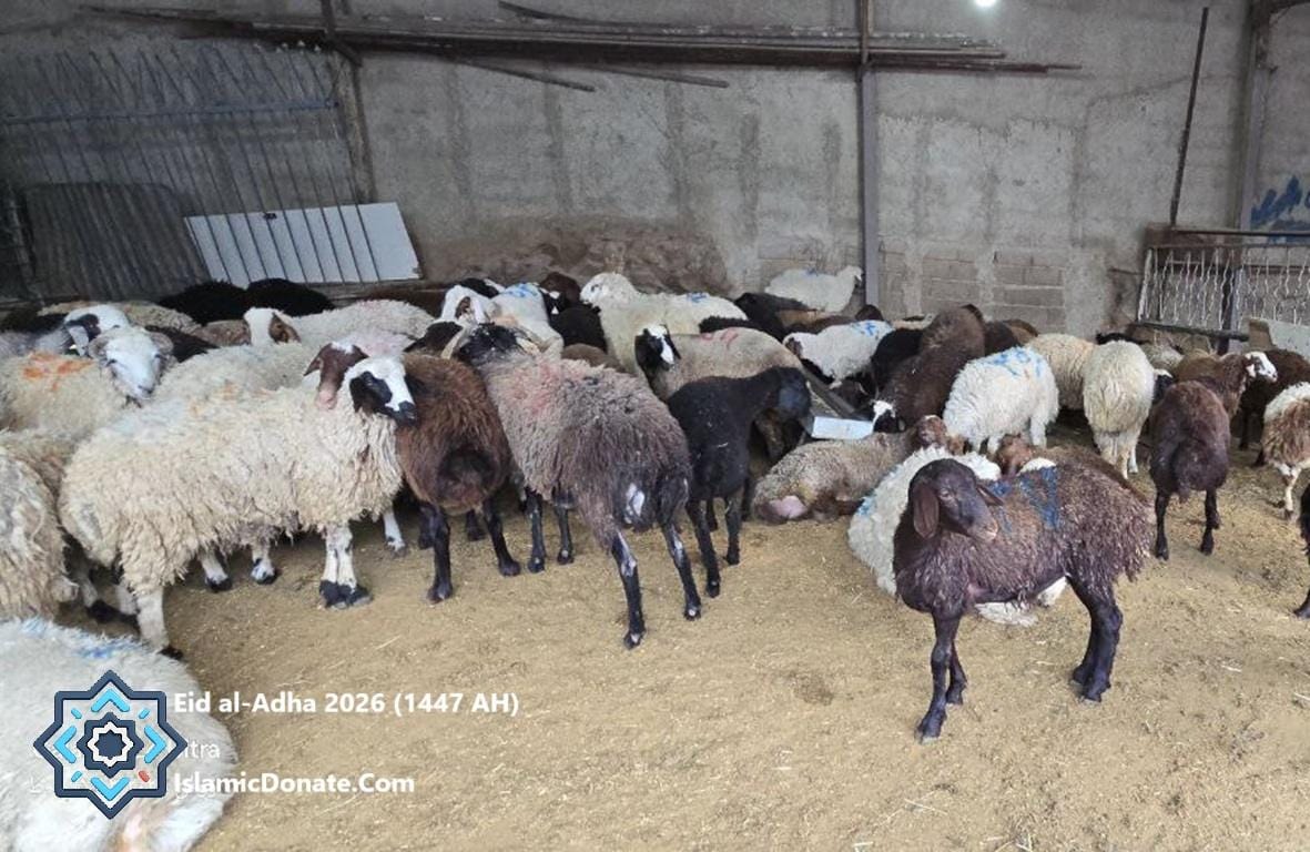 Qurbani donation livestock prepared for Eid al-Adha 2026 impact funded by PYUSD crypto charity in regional distribution centers.