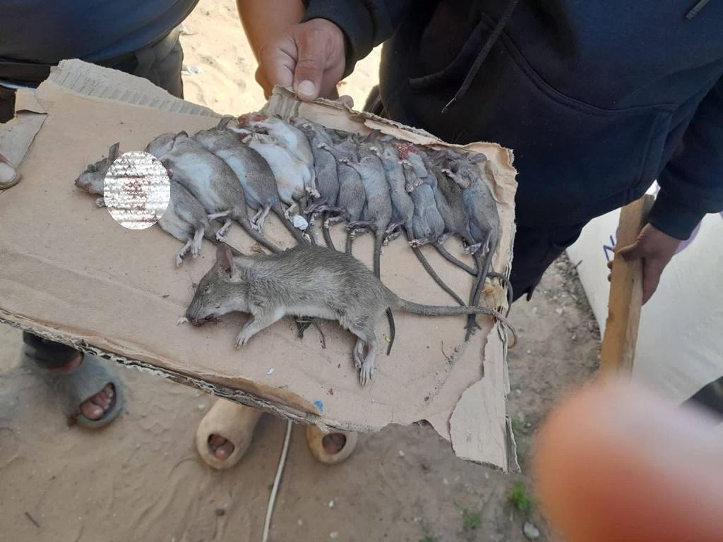 Dead rats on cardboard illustrate Gaza summer diseases. Donate USDC for medical relief to stop biological threats in camps.