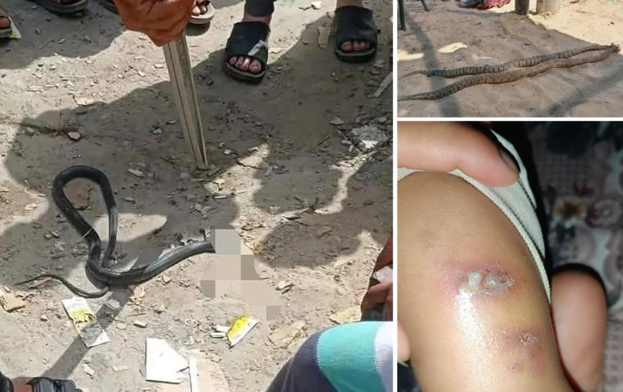 Venomous snakes in Gaza refugee camps threaten health. Support medical relief and sanitation efforts with LTC donations.