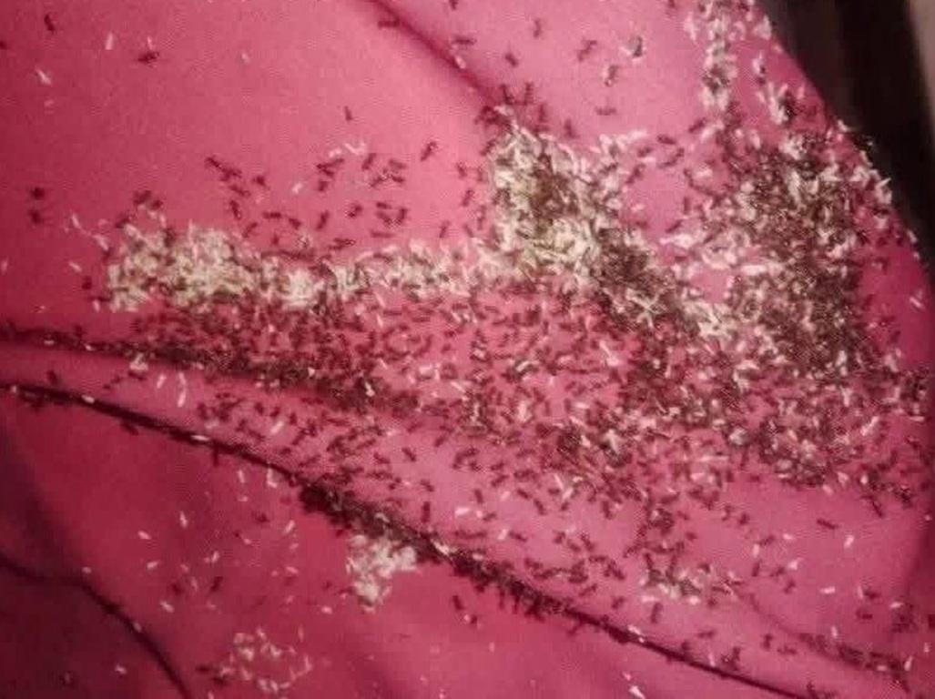 Ants swarm fabric in Gaza refugee camps as public health crisis spreads. Support relief with SOL donation for sanitation.