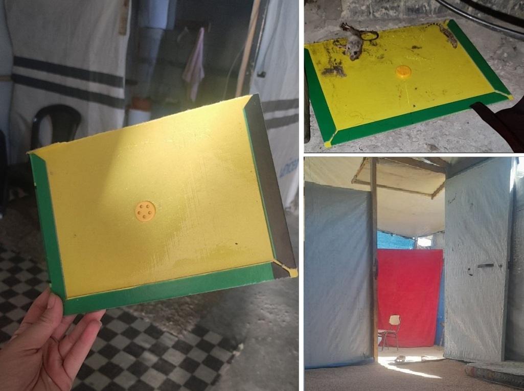 Rat trapped on glue board in a Gaza refugee camp tent requiring urgent medical relief funded by BTC donations.