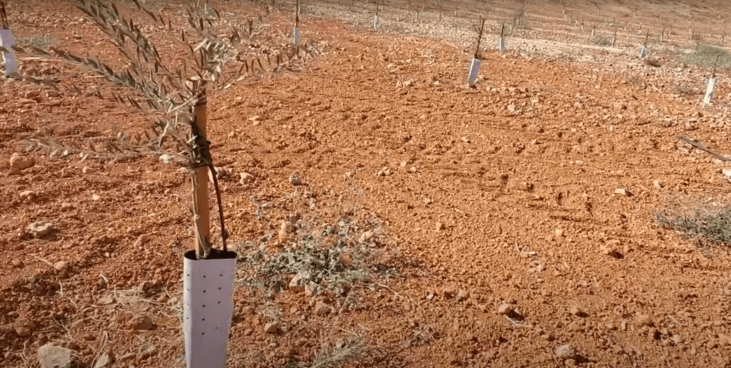 Newly planted olive sapling in arid soil, part of a crypto-funded charity project to plant trees for needy families in Syria and Pakistan. Supported by ETH.