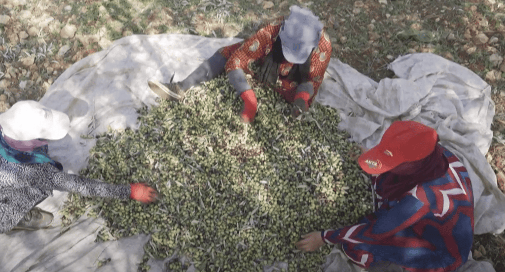 Syrian villagers sorting olives on a cloth, aided by crypto donations supporting sustainable livelihoods via an olive oil workshop and Sadaqah Jariyah, powered by ETH.