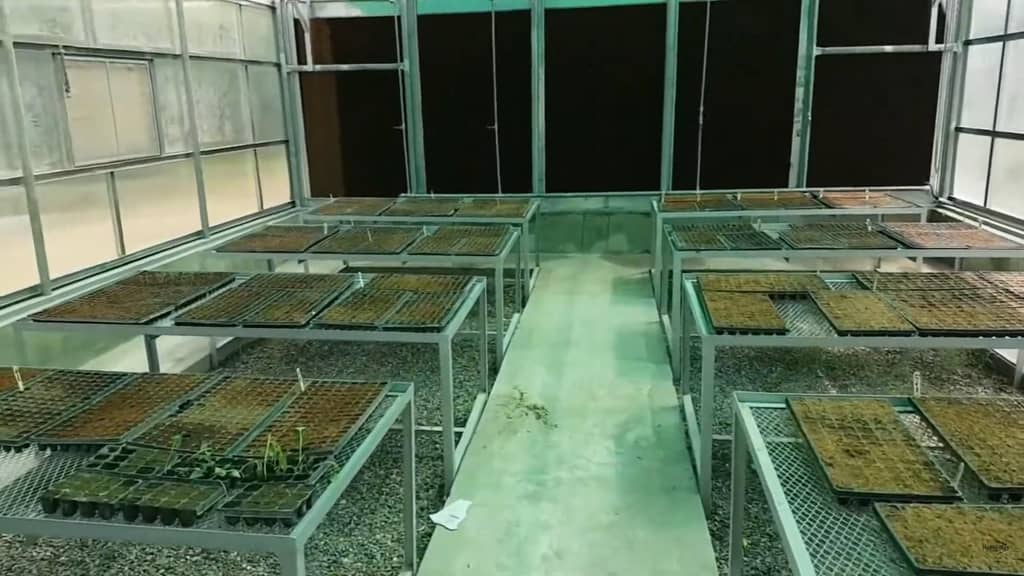 Hydroponic greenhouse with rows of seedling trays, showing the seedling and R&D areas, showcasing crypto donations empowering families through sustainable agriculture via ETH.