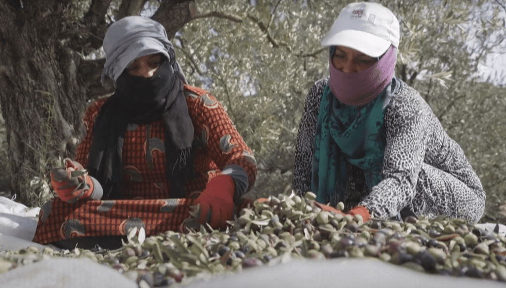 Two women in traditional headscarves sort olives. Crypto donations fund this Syrian olive oil workshop, providing sustainable livelihoods through Sadaqah Jariyah, supported by Ethereum.