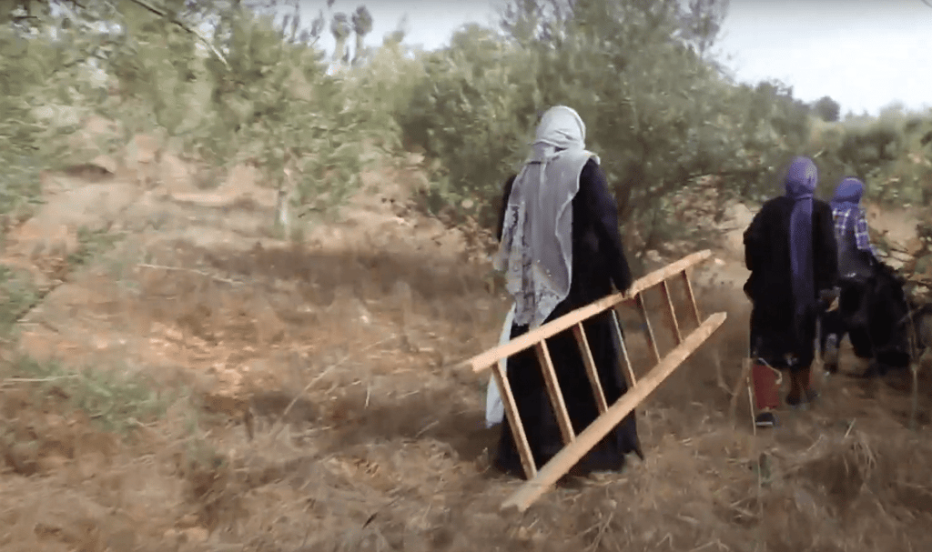Women carrying a ladder through an olive grove in Syria; crypto donations revive an olive oil workshop, fostering sustainable livelihoods with USDT.