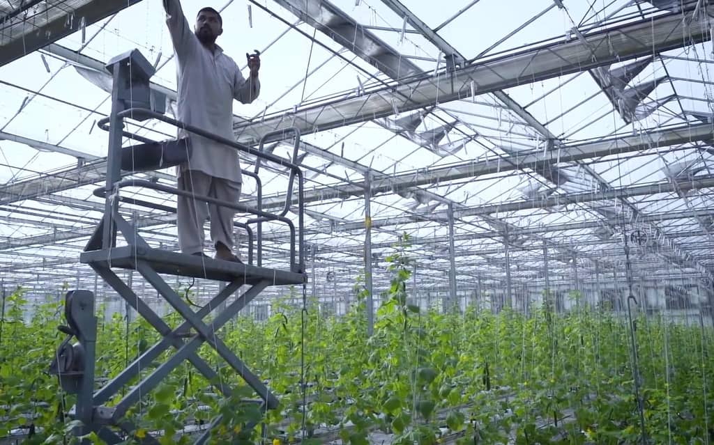 Man on lift tending hydroponic greenhouse crops, showcasing crypto donation impact on six families and women empowerment.