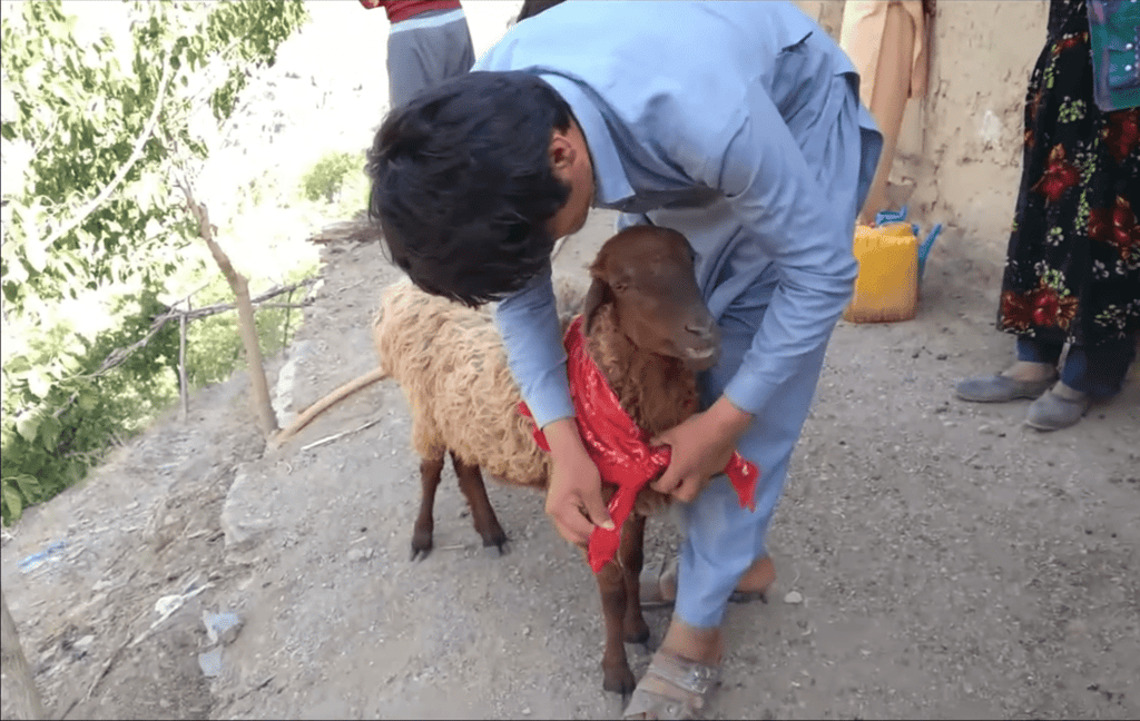 Man tying red cloth around a sheep's neck, representing Eid al-Adha meat distribution and relief efforts supported by USDT donations to vulnerable communities.