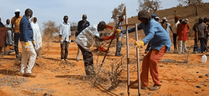 Community members planting Ficus trees to combat soil erosion and revitalize pastoral life in the Afar region, made possible by crypto donations like SOL.