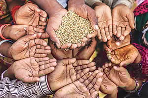 Hands cupped and outstretched, receiving grains of wheat, symbolizing a crypto-funded donation supported by SOL.