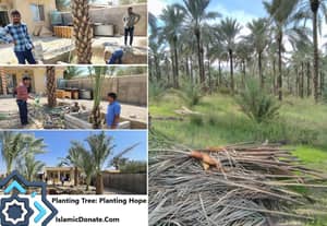 Rows of date palm trees in a field, men working to plant a date palm tree, and a pile of dried palm fronds. A donation of crypto like ETH supports planting trees for Sadaqah Jariyah and family livelihoods.