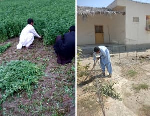 Alfalfa harvest assistance Mustafa's father's village