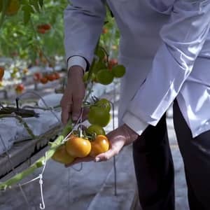 Hands examining hydroponic tomatoes in a greenhouse, showcasing sustainable agriculture and women's empowerment funded by crypto donations like BTC.