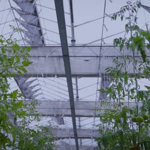 Hydroponic greenhouse interior with rows of tomato plants, showing successful growth from crypto donations. Empowering families through sustainable agriculture.